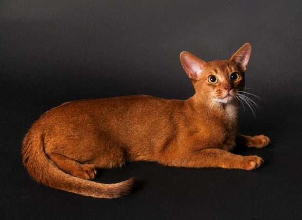 Абиссинская кошка условия содержания в городской квартире и версии происхождения породы