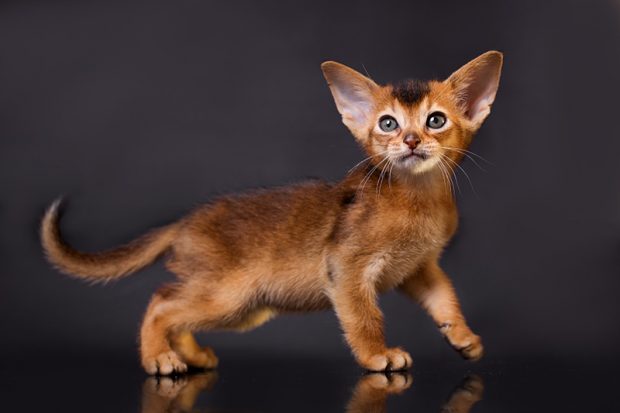Абиссинская кошка, происхождение и описание породы, а также условия содержания в городской квартире