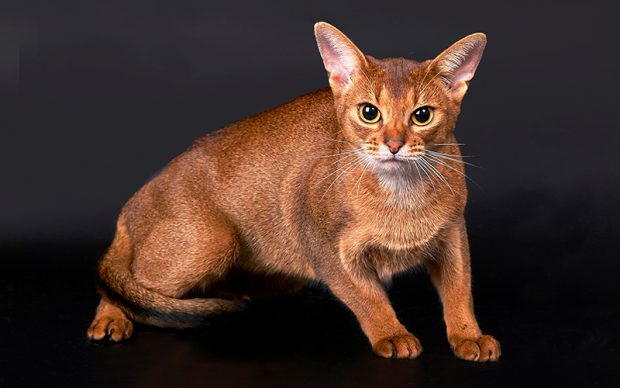 Абиссинская кошка происхождение породы и условия содержания в городской квартире