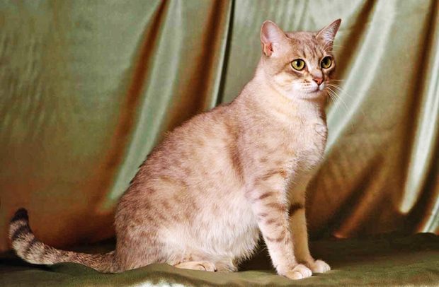 Австралийская дымчатая кошка - история породы и условия содержания и размножения в домашних условиях