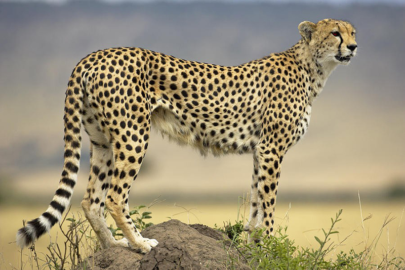 Гепард (Acinonyx jubatus), представитель семейства Кошачьих и родственник домашней кошки