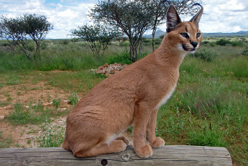 Каракал (Felis caracal) дикая кошка пустынных районов, которую можно содержать в доме