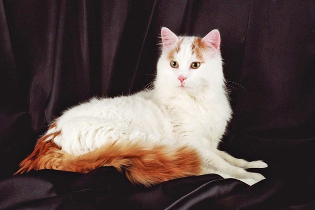 Турецкий ван или турецкая ванская кошка, содержание в условиях городской квартиры