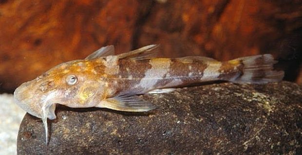 Хилогланис полипогон (Chiloglanis polypogon) содержание и размножение в условиях домашнего аквариума