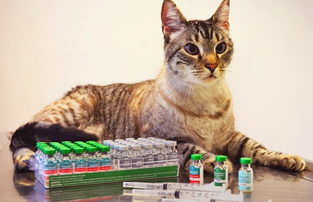 Обязательные варианты вакцинации кошек