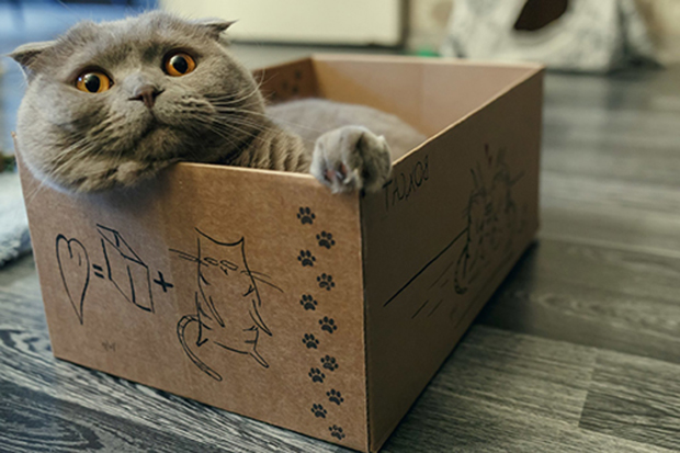 Коты и коробки, психологические причины кошачьей страсти к коробкам 