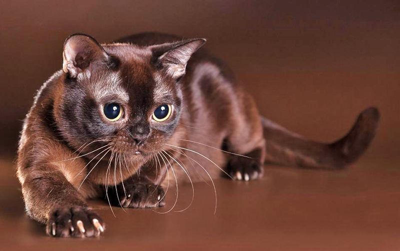 Котенок Бурманской короткошерстной кошки (Бурмы)