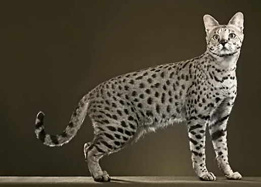 Сафари - порода кошек для любителей экзотики. С отменным здоровьем дикого животного и элегантной игривостью домашней любимицы