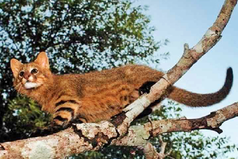 Кошка пампасская (Felis colocolo) в природном ареале обитания