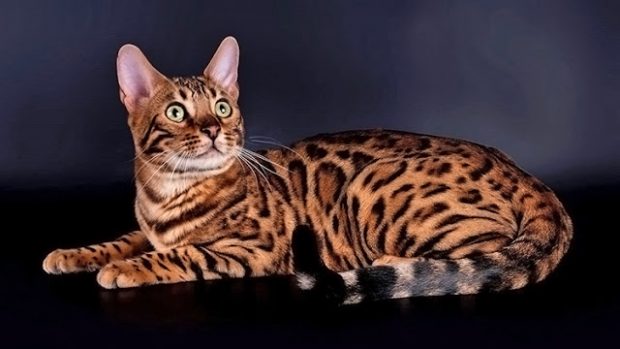 Бенгальская кошка. Наиболее дорогие породы кошек