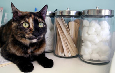Домашняя аптечка кошки