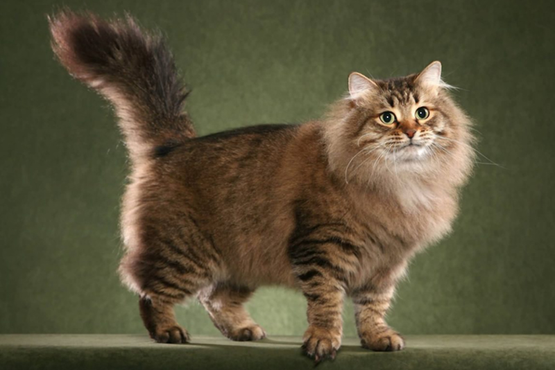 Сибирская кошка, описание и основные требования к успешному содержанию и размножению в городской квартире