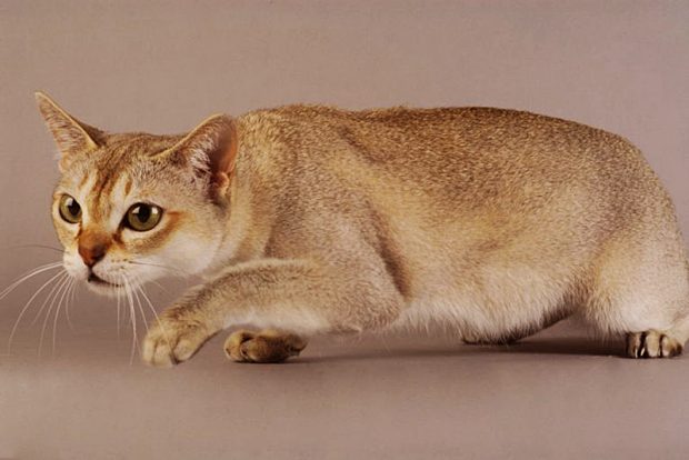 Самая миниатюрная порода кошек - Сингапурская порода. Содержание и разведение в городской квартире