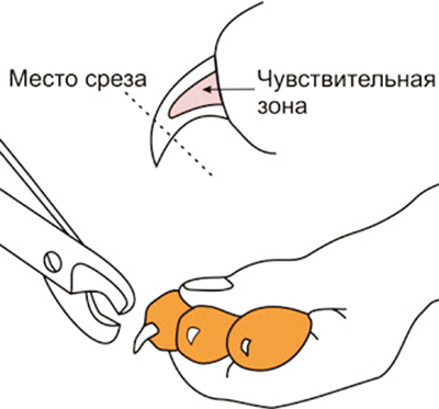 Правильная обрезка когтей кошке