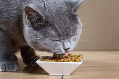 Как правильно кормить кошку сухим кормом в условиях городской квартиры