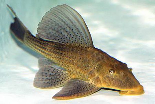 Гипостомус изменчивый (Hypostomus commersoni) содержание и размножение в домашних аквариумах