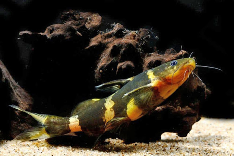 Касатка сиамская (Pseudomystus siamensis) содержание и размножение в условиях домашнего аквариума