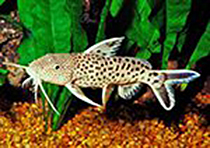 Сесейство Бахромчатоусые (Mochokidae) сомы, содержание и разведение в домашних аквариумах