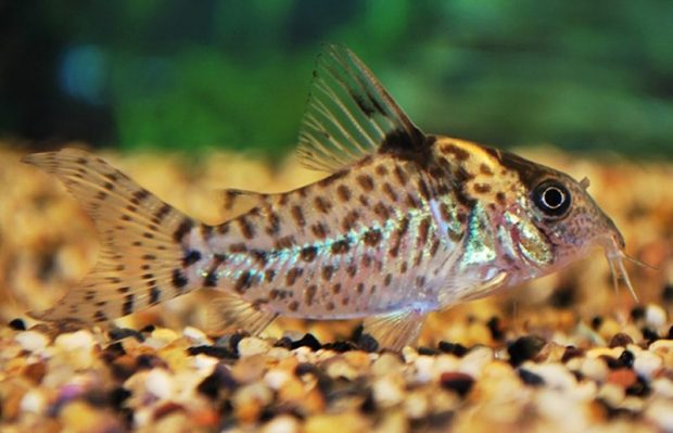 Сомик Агасица (Corydoras agassizii) содержание и размножение в домашних аквариумах