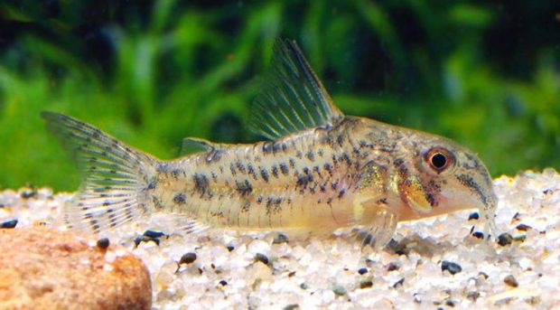 Сомик Коча (Corydoras cochui) содержание и разведение в домашних аквариумах