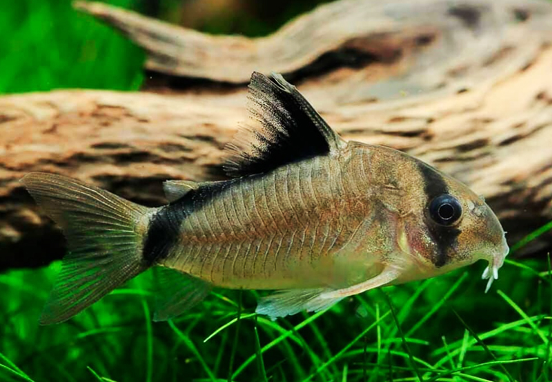 Коридорас Мета (Corydoras metae) содержание и размножение в условиях домашнего аквариума