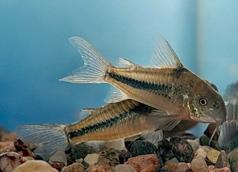 Сомик Наттерера (Corydoras nattereri) содержание и размножение в домашних аквариумах