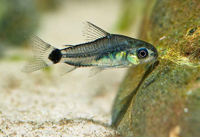 Сомик воробей (Corydoras hastatus) содержание и размножение в условиях домашнего аквариума