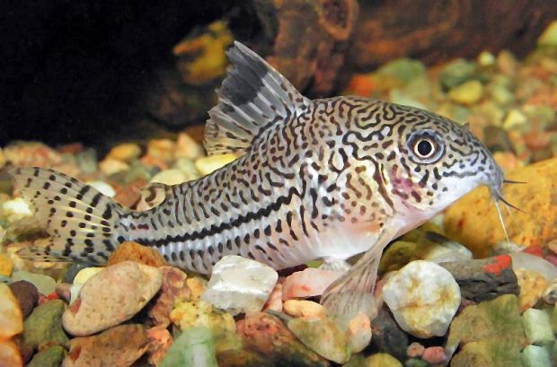 Сомик леопардовый (Corydoras trilineatus) содержание и размножение в домашнем аквариуме