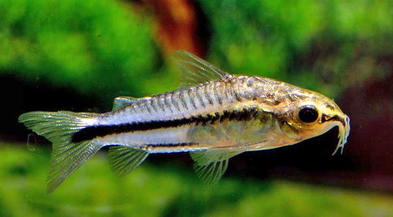 Коридорас пигмей (Corydoras pygmaeus) содержание и размножение в домашних аквариумах