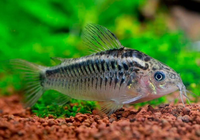 Сомик элегантный (Corydoras elegans) содержание и размножение в условиях домашнего аквариума