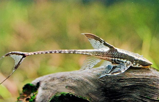 Стуризома панамская (Sturisoma panamense) содержание и размножение в домашнем аквариуме