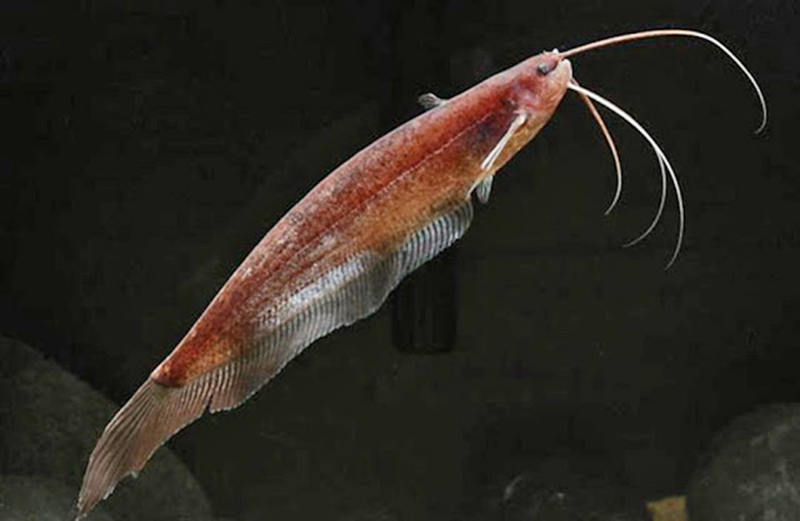 Азиатский силурихтис (Silurichthys indragiriensis) содержание и размножение в условиях домашнего аквариума