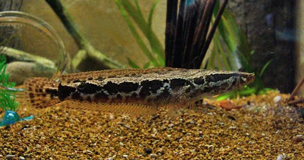 Африканский темный змееголовов (Parachanna obscura) содержание и разведение в домашних аквариумах