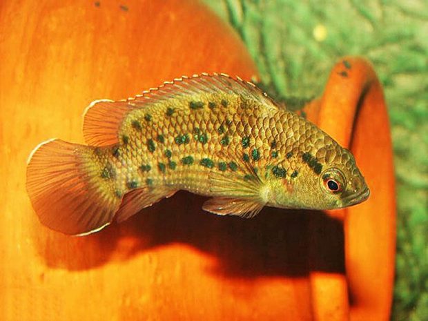 Бадис ассамский (Badis assamensis) содержание и размножение в домашних аквариумах