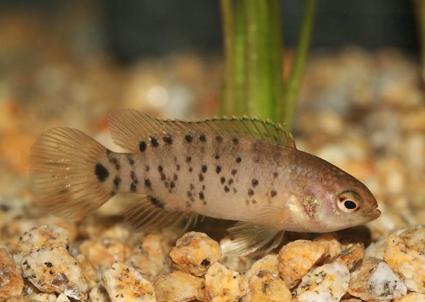Бадис пуема (Badis pyema) содержание и размножение в домашних аквариумах
