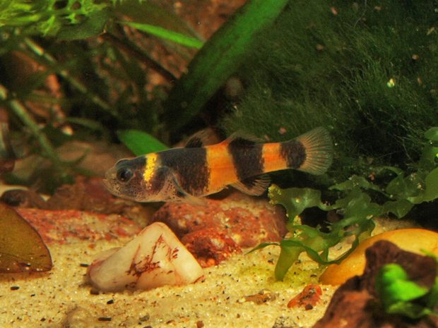 Брахигобиус сабанус (Brachygobius sabanus) содержание и размножение в домашних аквариумах