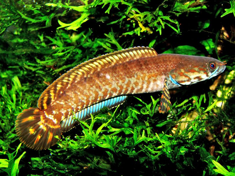 Змееголов радужный (Channa bleheri) содержание и размножение в условиях домашнего аквариума