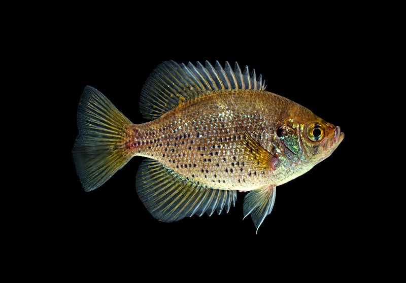 Окунь длинноплавничный (Centrarchus macropterus) описание и основные требования к содержанию в домашнем акариуме