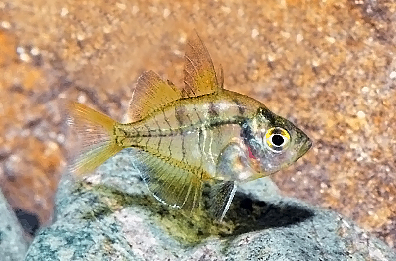 Окунь стеклянный (Parambassis lala) содержание и размножение в домашнем аквариуме
