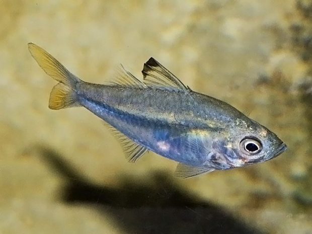 Окунь стеклянный сиамский (Ambassis buruensis) содержание и размножение в условиях домашнего аквариума