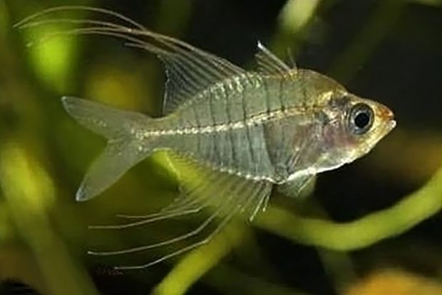 Стеклянный ангел нитеносный (Gymnochanda filamentosa) содержание и размножение в домашних аквариумах