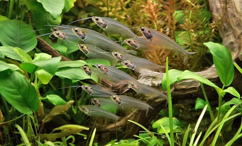 Стеклянный сомик (Kryptopterus bicirrhis)  содержание и размножение в домашнем аквариуме