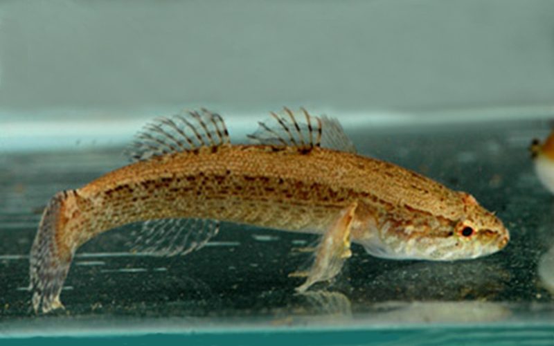 Элеотрис (Eleotris pisonis) содержание и размножение в домашних аквариумах