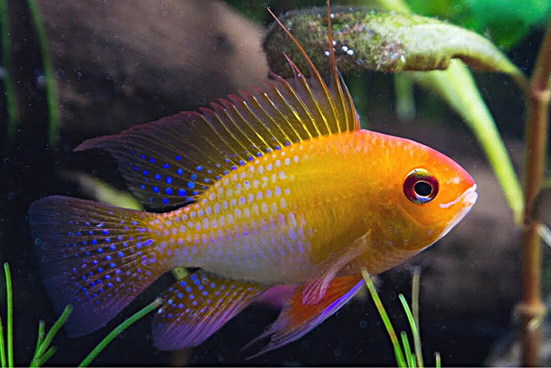 Mikrogeophagus ramirezi “Gold” содержание и размножение в условиях домашнего аквариума