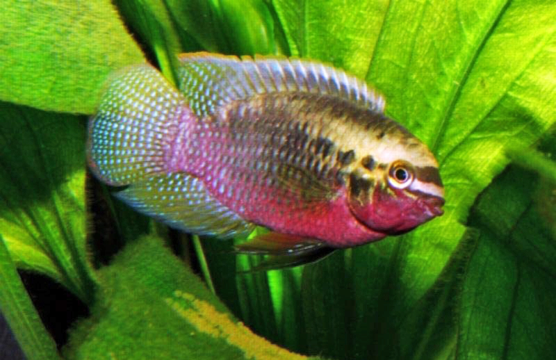 Акара красногрудая (Laetacara dorsigera) содержание и размножение в домашнем аквариуме
