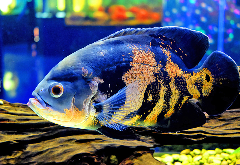 Астронотус оцеллятус (Astronotus ocellatus) условия содержания и размножения в домашних аквариумах