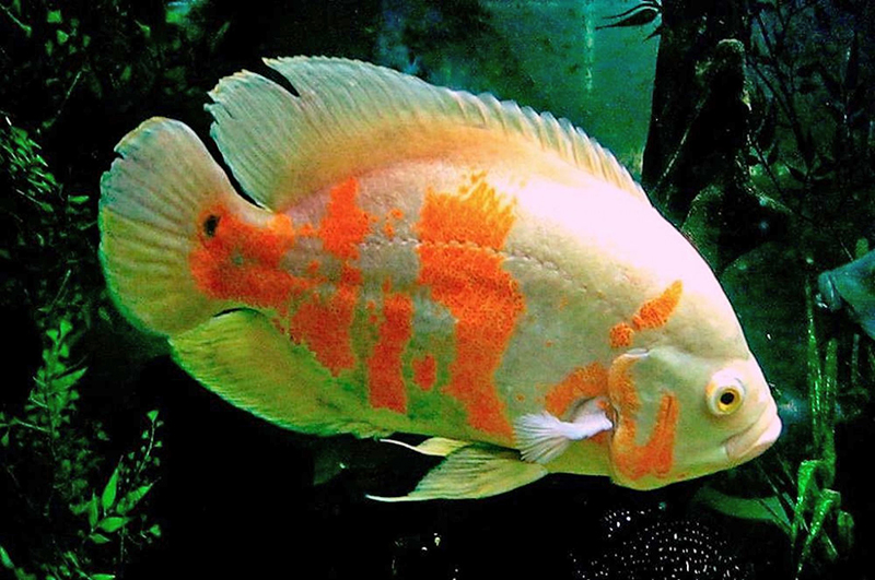 Астронотус оцеллятус (Astronotus ocellatus) в домашнем аквариуме, размножение, уход, содержание,