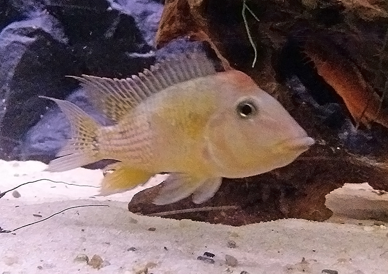 Геофагус Штайндахнера (Geophagus steindachneri) условия содержания в аквариуме