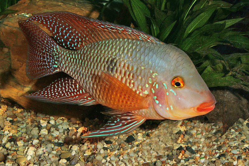 Геофагус бразильский (Geophagus brasiliensis) содержание и размножение в условиях домашнего аквариума