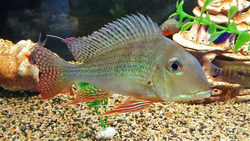 Геофагус суринамский (Geophagus surinamensis) содержание и размножение в условиях домашнего аквариума